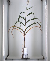 CORN project thumbnail
