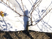 2025-01-24_葡萄藤实例分割 project thumbnail