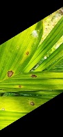 Arecanut project thumbnail