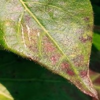 disease detection project thumbnail