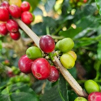 RipeningCoffee project thumbnail