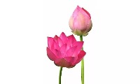 flower project thumbnail