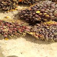 palm Object Detection Model by palm oil