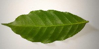 LeafCoffee project thumbnail