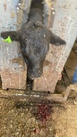 Cow Faces project thumbnail