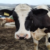 Cow ear tags project thumbnail