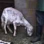 Sheep Breeds Dataset Object Detection Model by cars