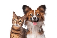 Dog or Cat project thumbnail
