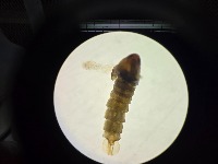 Aedes aegypti dataset 1 project thumbnail