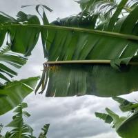 BANANA_LEAF_COCO_VALID project thumbnail