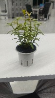 RobotAIPickTree project thumbnail