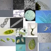 Microorganism project thumbnail