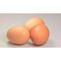 egg project thumbnail
