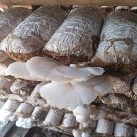Oyster Mushroom project thumbnail