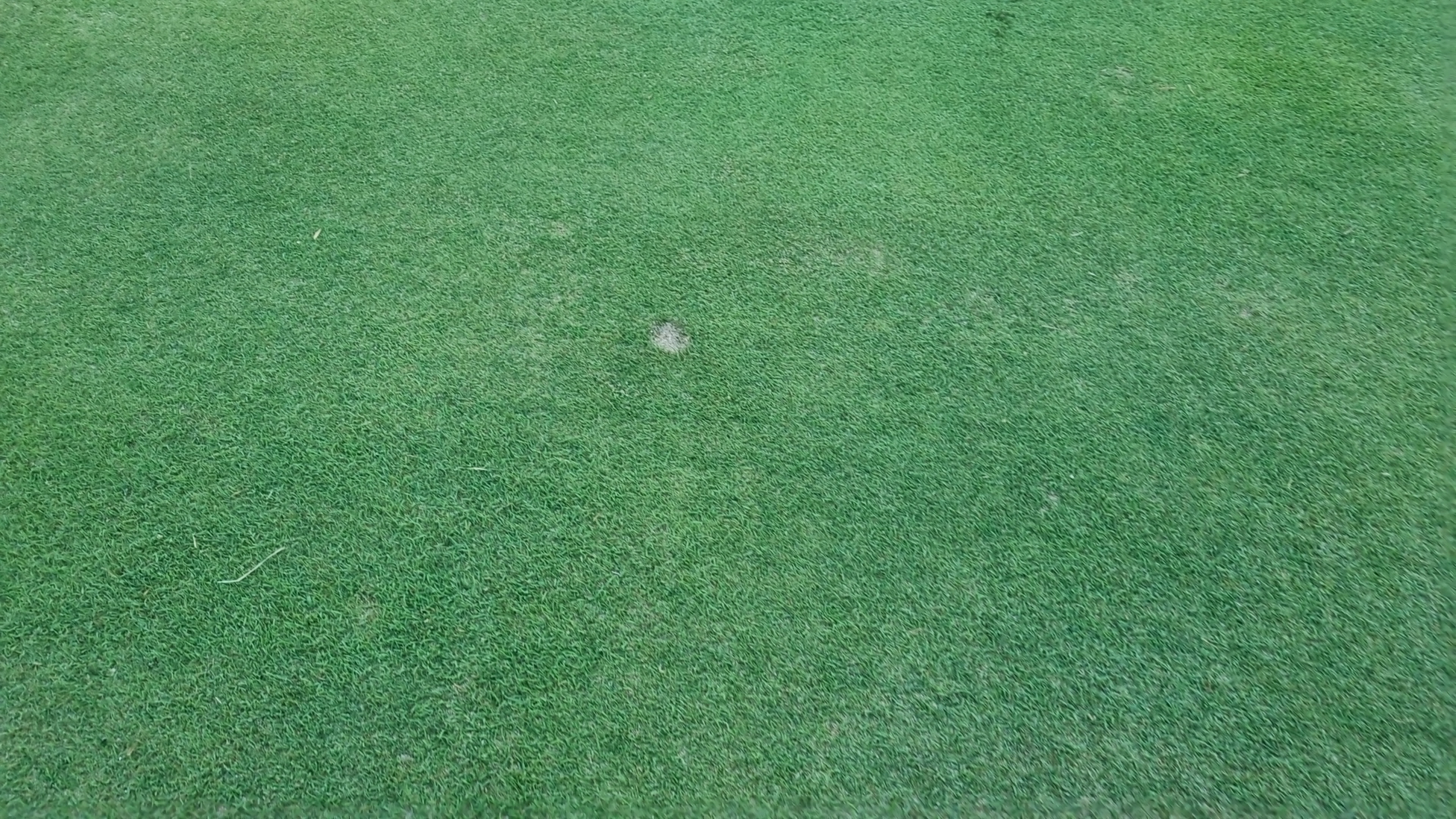 Training YOLO model using golf course dataset for grass damages Object ...