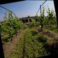 Vineyard trunk project thumbnail
