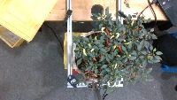 Pepper augmentation project thumbnail