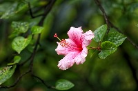 Flowerdetect project thumbnail
