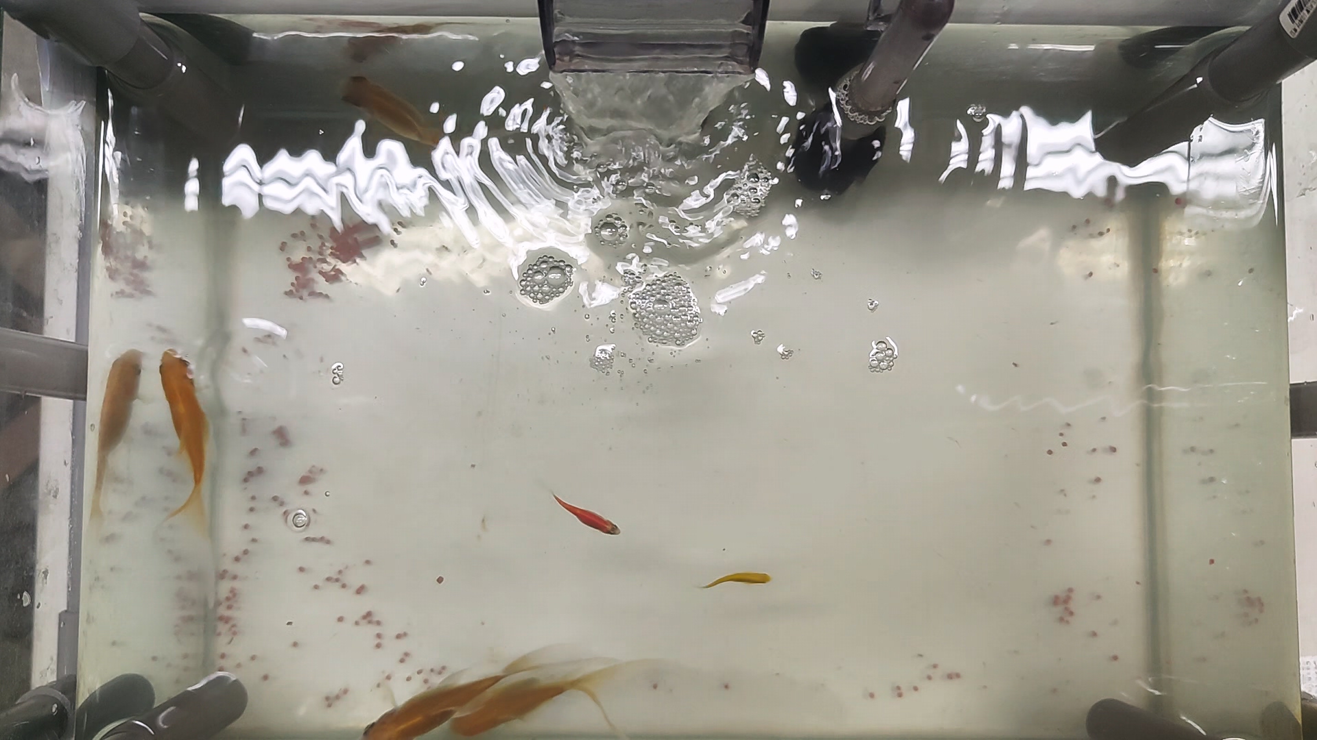 Gallery Detail: Fish Bait2 Object Detection Model By Bait