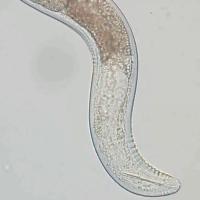 Nematoides project thumbnail