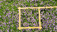 bee project thumbnail