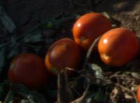 Tomato_Count project thumbnail