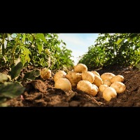 potato-eruvaka project thumbnail