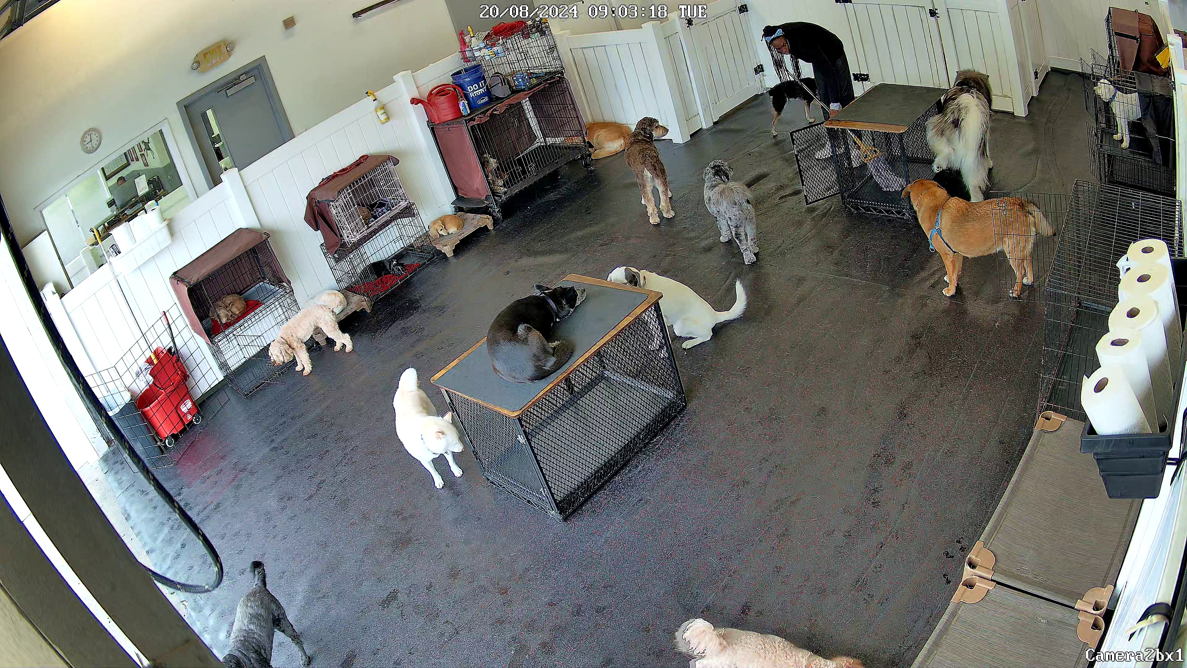 dogs Object Detection Dataset by dogs