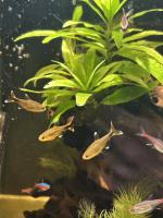Fish tank project thumbnail