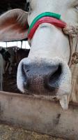 Muzzle croping  project thumbnail