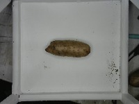 PotatoDetect project thumbnail