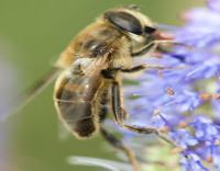 Bee Project project thumbnail