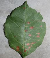 Apple Disease Detection project thumbnail