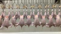 chicken project thumbnail