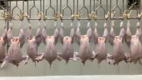 CHICKEN project thumbnail