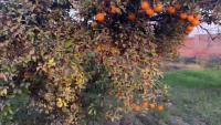 Orange Dataset project thumbnail