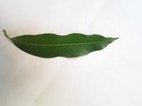 deteksi daun padi project thumbnail