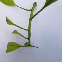 leaf_disease project thumbnail