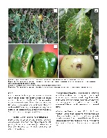 Bacterial Canker project thumbnail