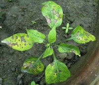 Chilli Antracnose - Leaf project thumbnail