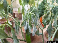 Powdery mildew on Pepper project thumbnail