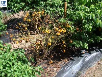 Bacterial wilt project thumbnail
