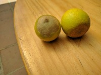 lemon Object Detection Model by pooja