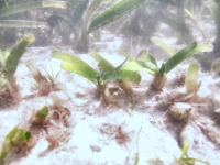 seagrass-data project thumbnail