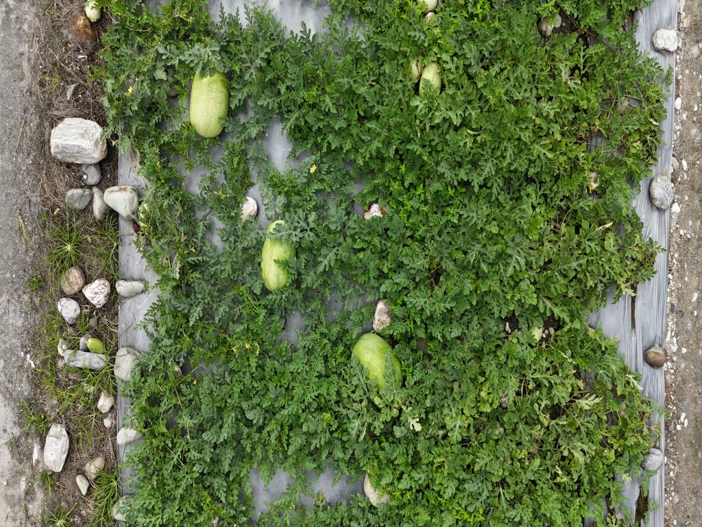watermelon rotated- Object Detection Model by Memoona