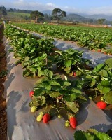 strawberry project thumbnail