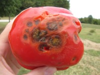 TomatoDiseases project thumbnail
