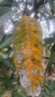 plant disease detection project thumbnail