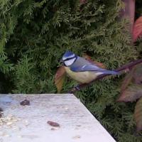 Dataset Image
