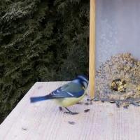 Dataset Image